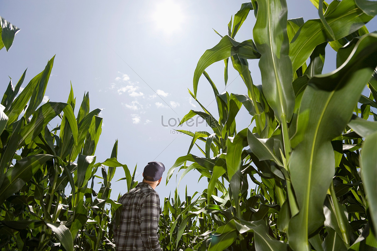 Crop p. Crop husbandry.