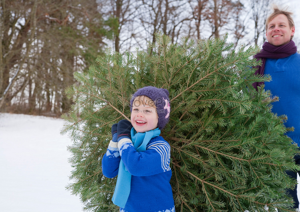Father And Son Of Christmas Tree Picture And HD Photos | Free Download ...