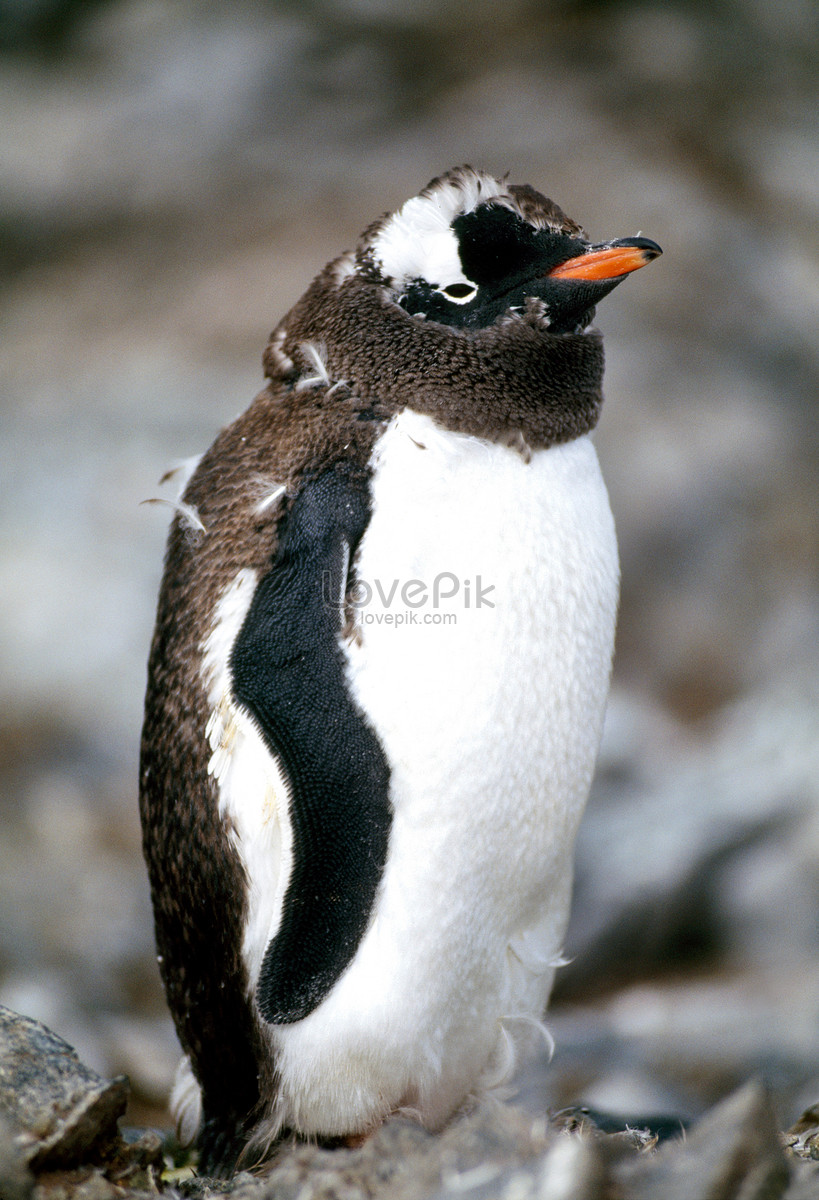 Golden Map Penguins On The Antarctic Peninsula Picture And HD Photos | Free  Download On Lovepik