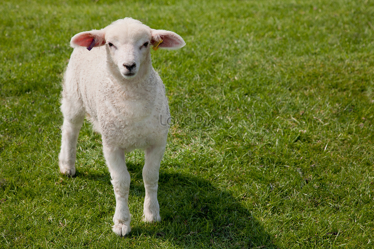 在新疆：吃最壮的羊 撸最亮的串 - 知乎