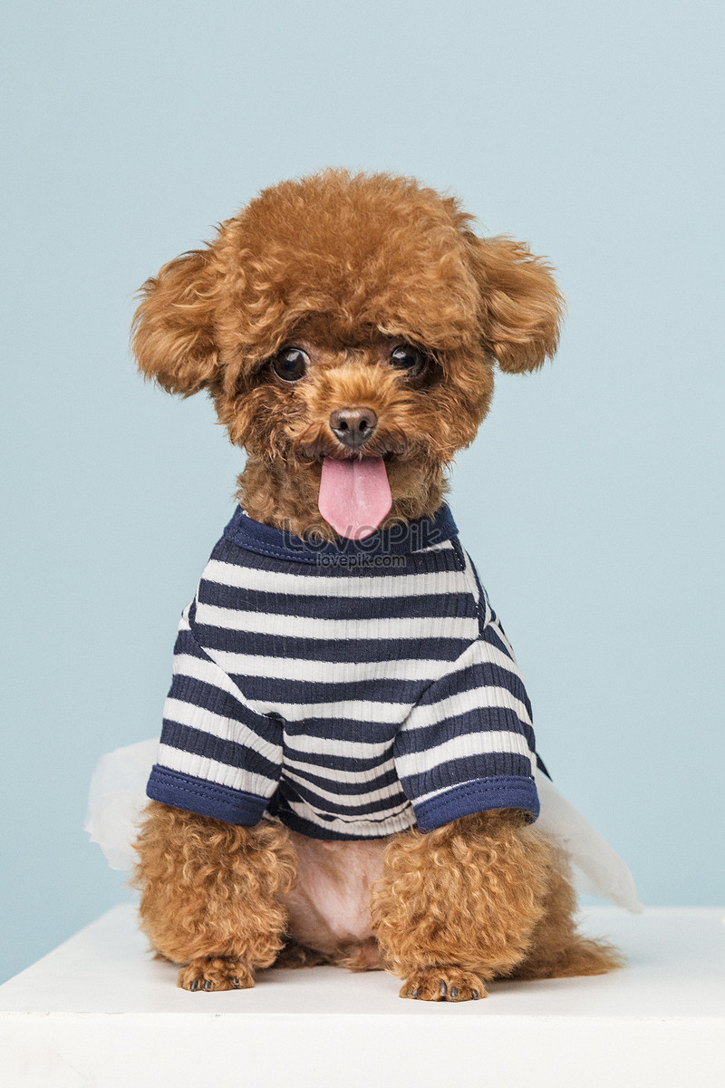 Poodle Little Teddy Picture And HD Photos | Free Download On Lovepik