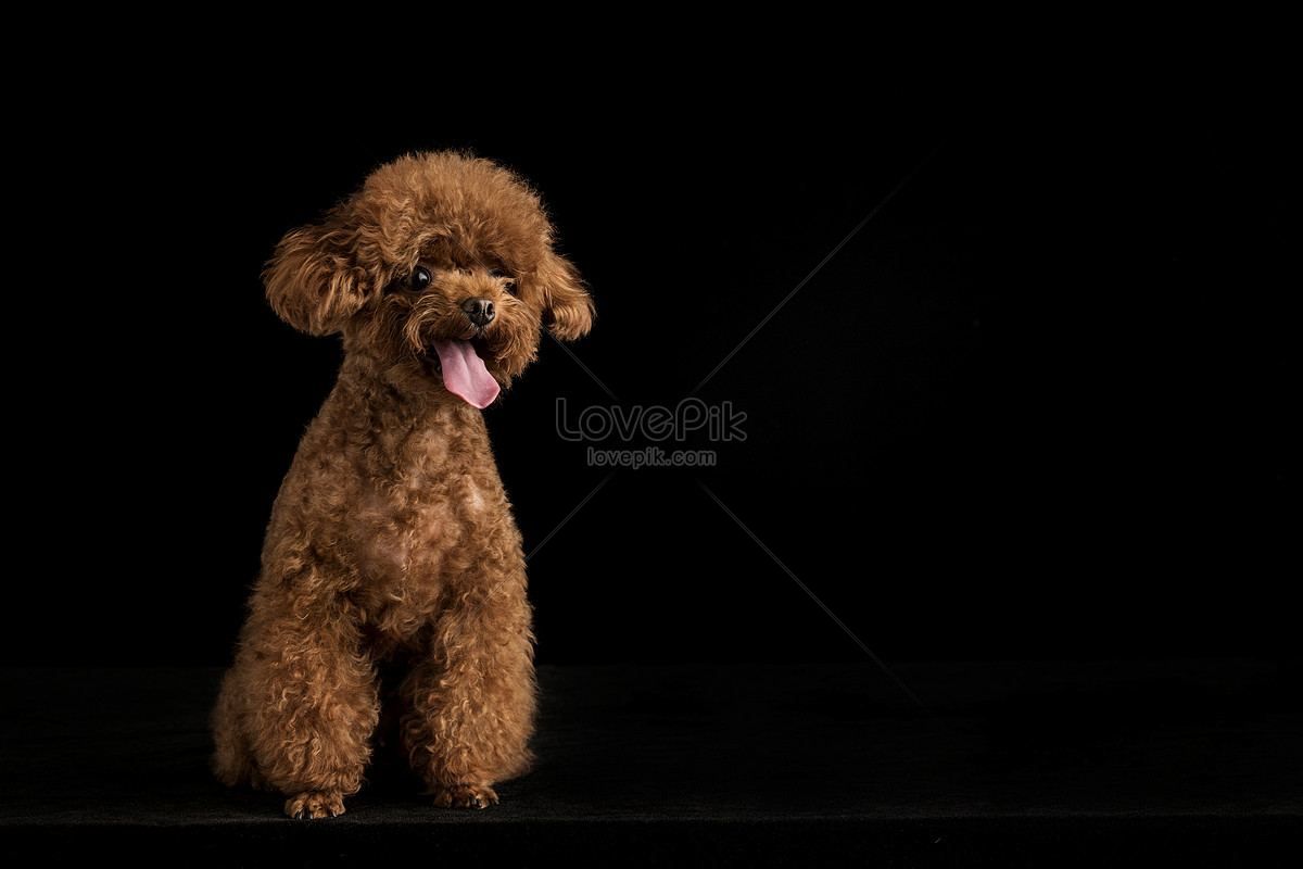 Poodle Dogs Wallpapers - Wallpaper Cave