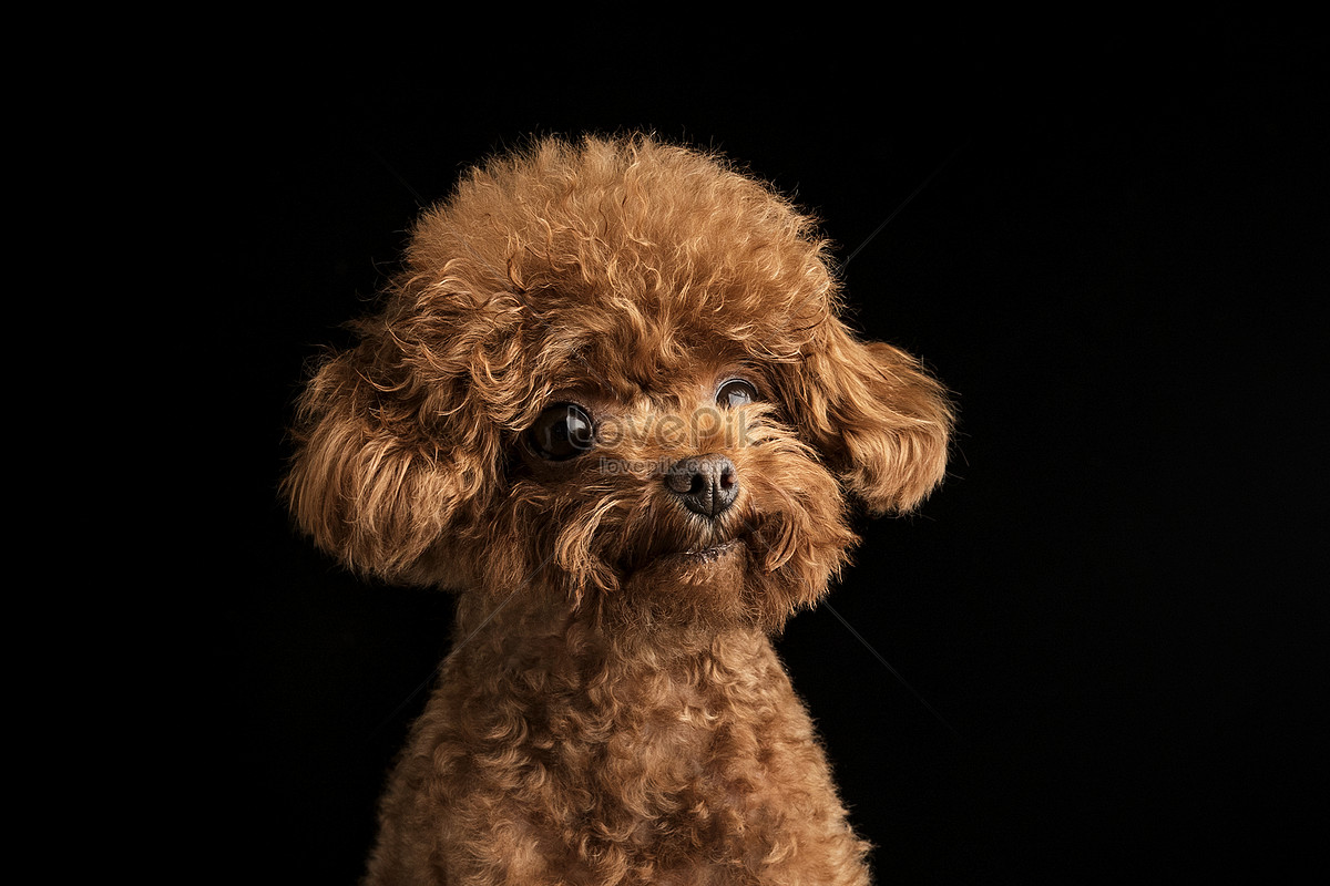 Poodle Mini Teddy Dog là một giống chó nhỏ xinh với bộ lông bồng bềnh. Hãy chụp một bức ảnh đáng yêu của chúng và biến chúng thành ảnh đại diện trên trang cá nhân của mình. Những ảnh đáng yêu như vậy luôn được yêu thích và được quan tâm trên mạng xã hội.