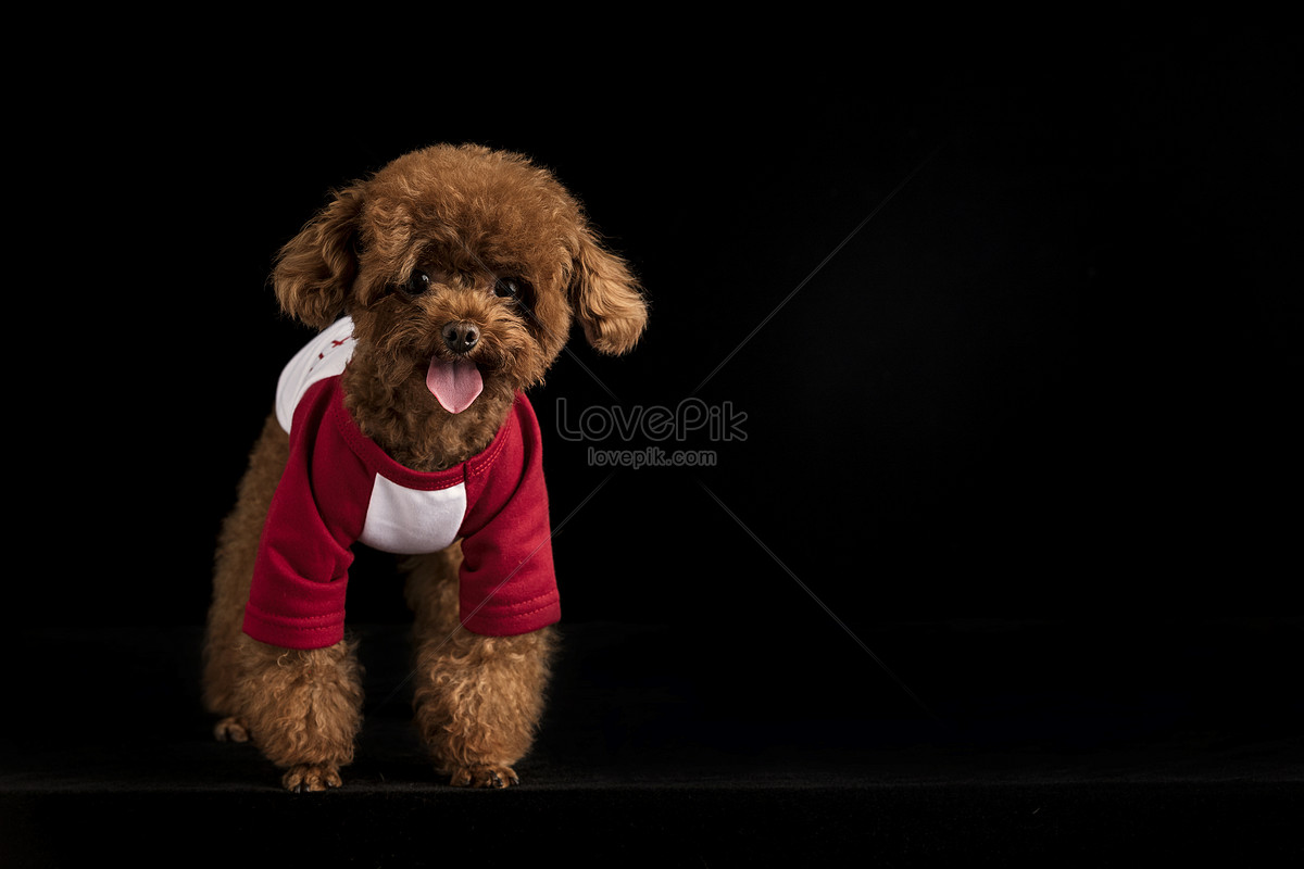 Hãy ngắm nhìn ảnh Teddy Dog dễ thương này! Bạn sẽ không thể nhịn được cười với những bức ảnh đáng yêu của chú chó Teddy này. Hãy đón xem những khoảnh khắc tuyệt vời của chú cún này!
