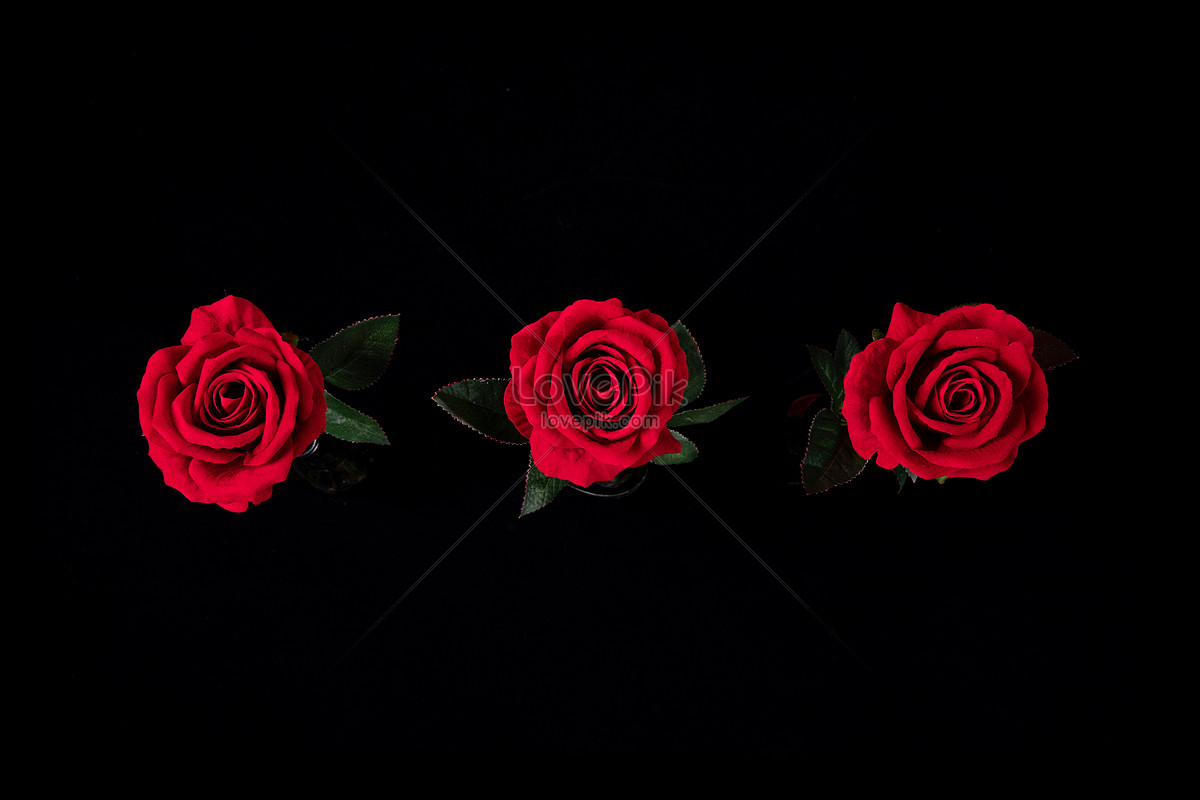Rose petals background on black ground Poster