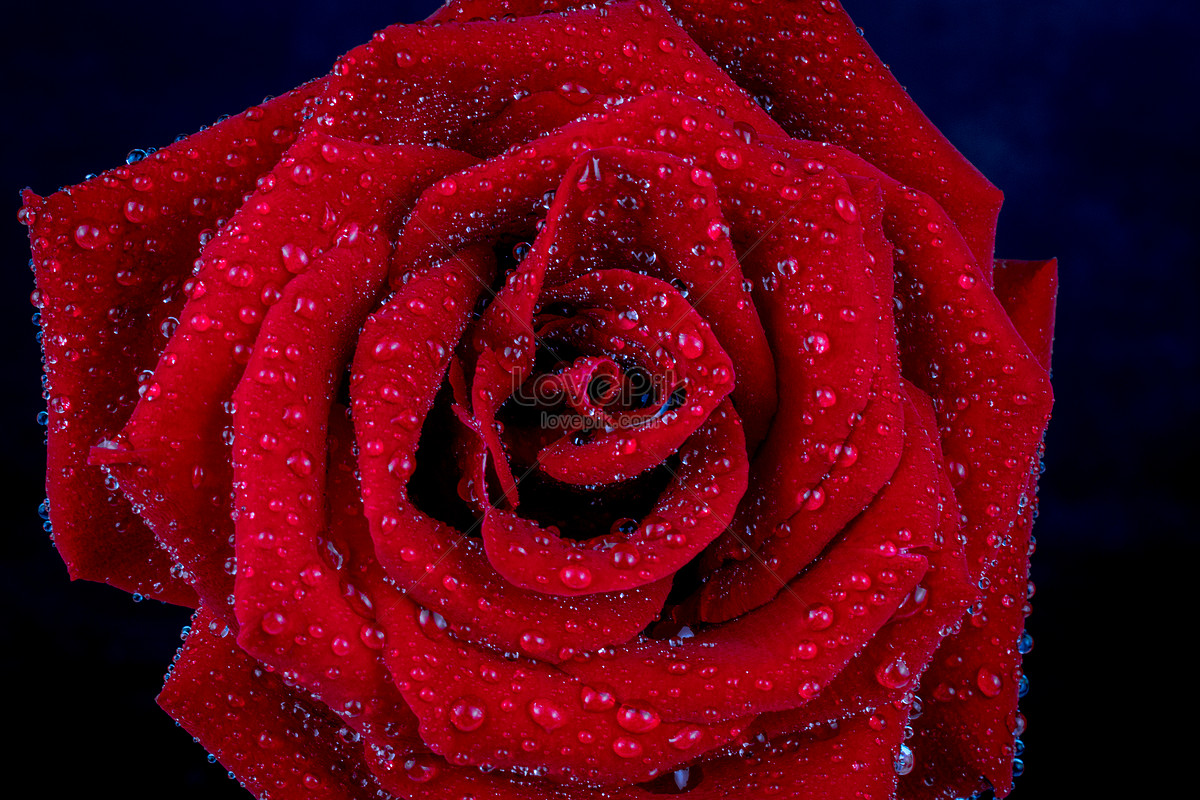 Cùng ngắm nhìn bức ảnh hoa hồng đầy cuốn hút này để choáng ngợp trước vẻ đẹp tinh tế của những đóa hoa hồng.