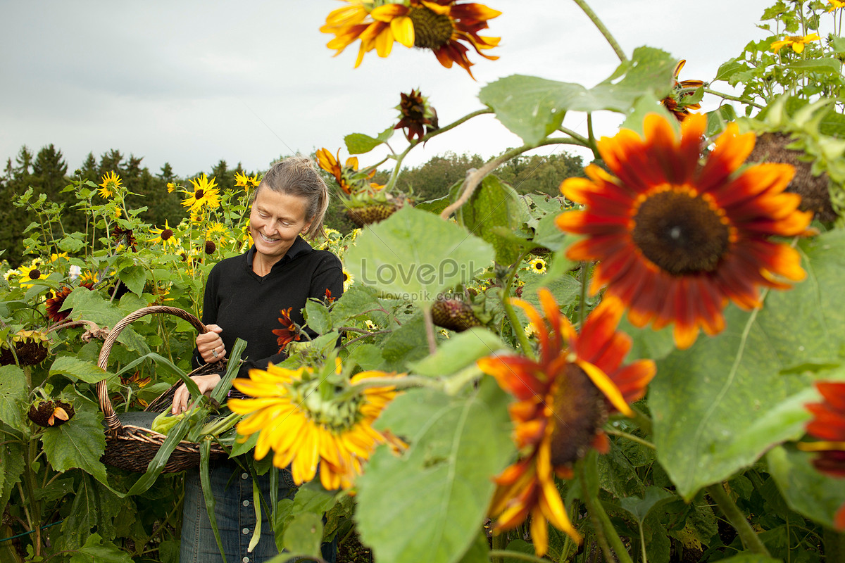 Senior Hombre Recogiendo Girasol Foto | Descarga Gratuita HD Imagen de Foto  - Lovepik