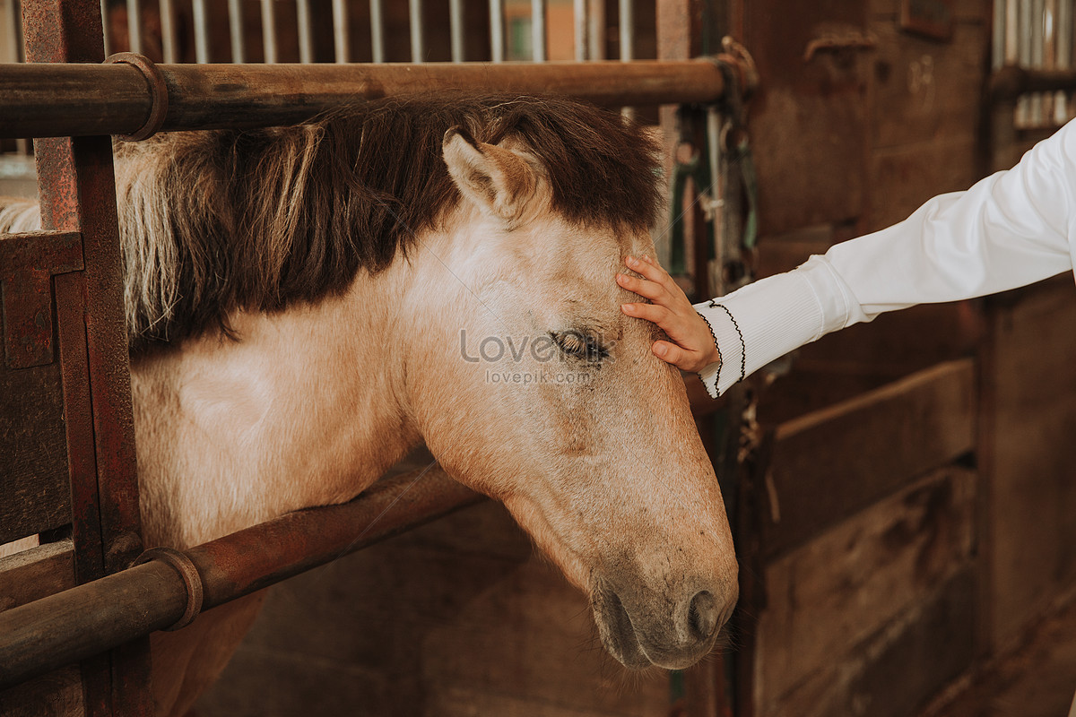 160000+ Скачать молодая лошадь фото, молодая лошадь изображений бесплатно -  Lovepik