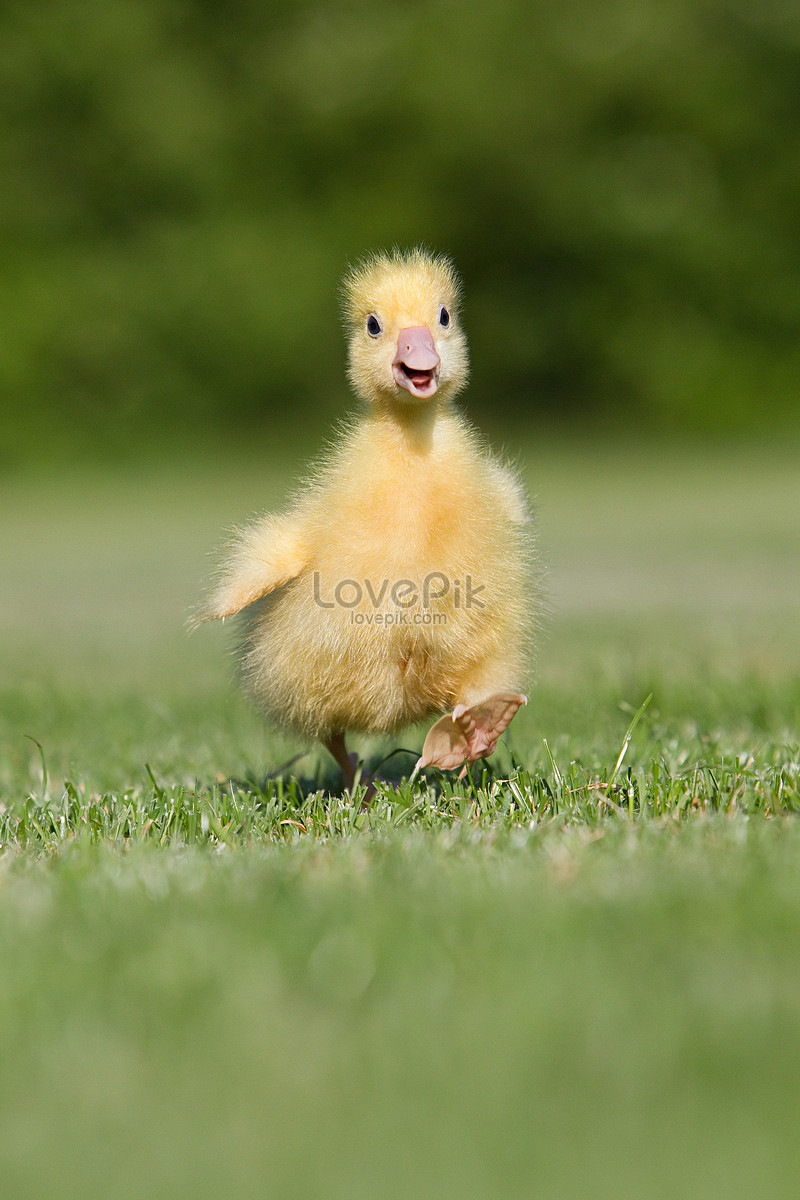 37000+ Скачать маленький гусь фото, маленький гусь изображений бесплатно -  Lovepik