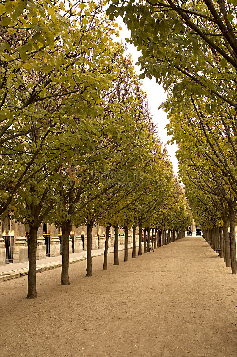 Avenida De Los árboles En El Palacio Real De París Foto | Descarga Gratuita  HD Imagen de Foto - Lovepik