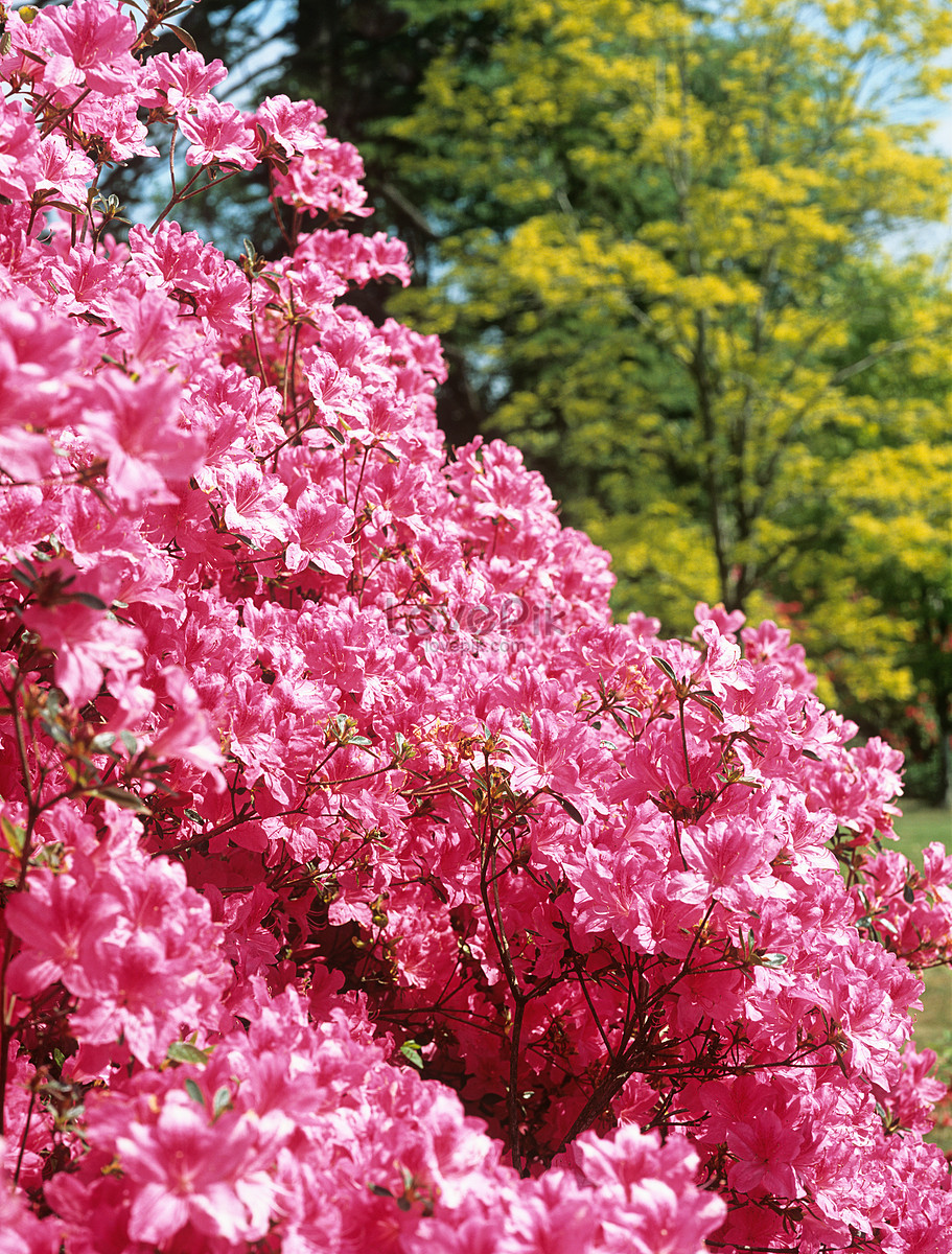 Azalea Foto | Descarga Gratuita HD Imagen de Foto - Lovepik