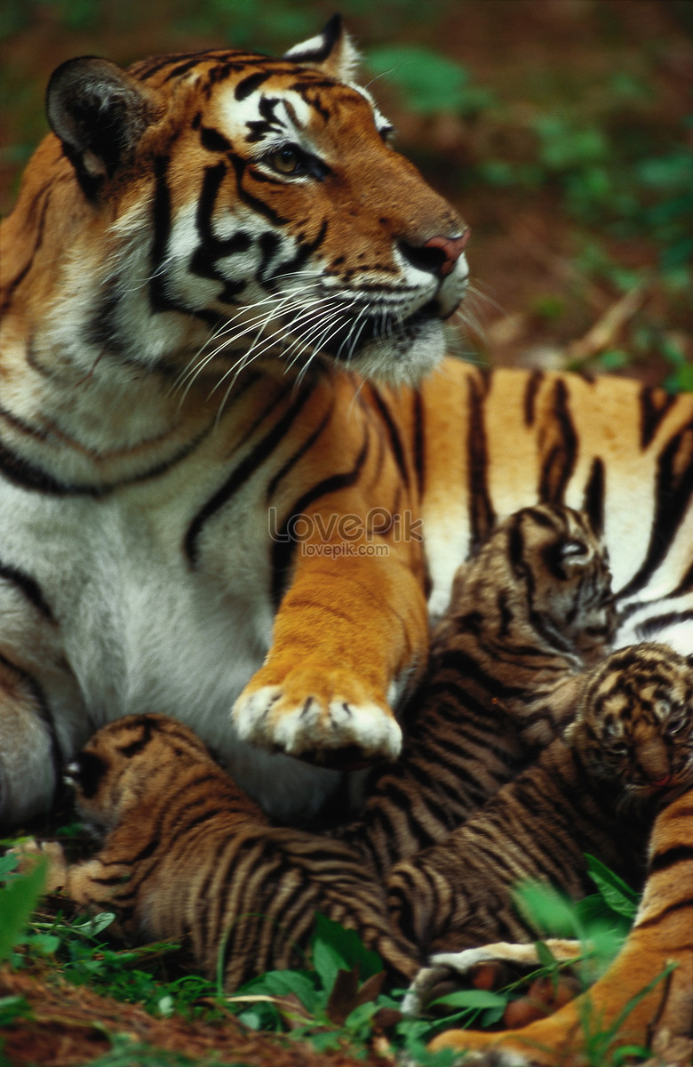 Hình nền : con hổ, đối mặt, Sọc, Kẻ săn mồi, con mèo to 1920x1275 - -  1061207 - Hình nền đẹp hd - WallHere