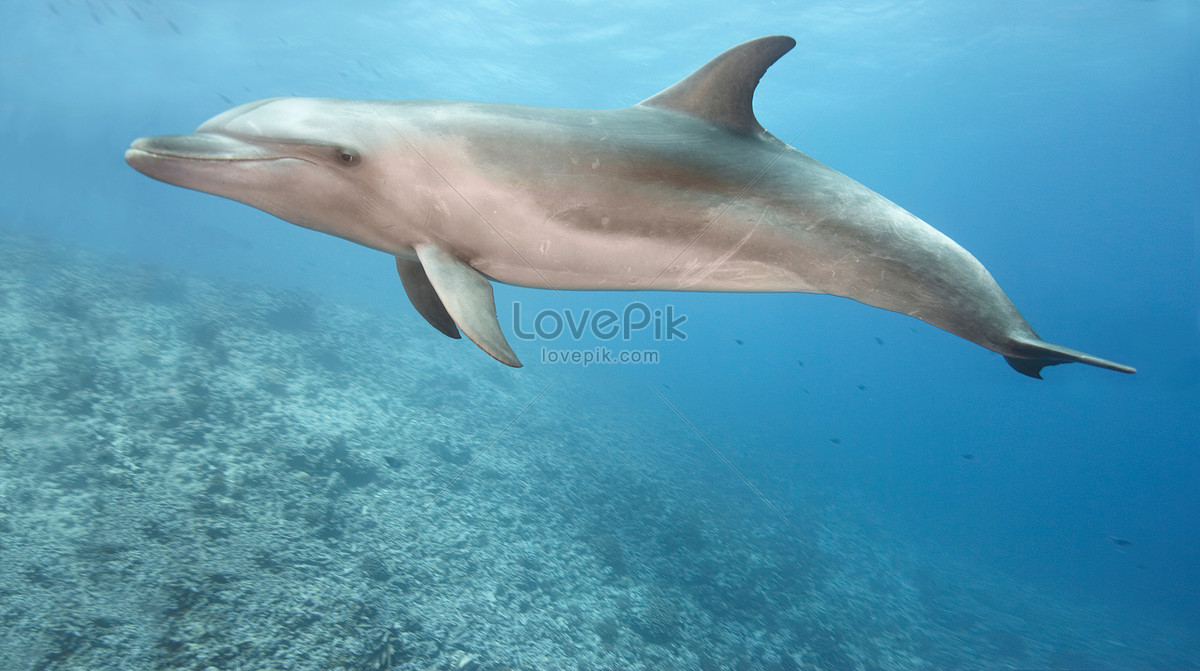 dolphin swimming underwater