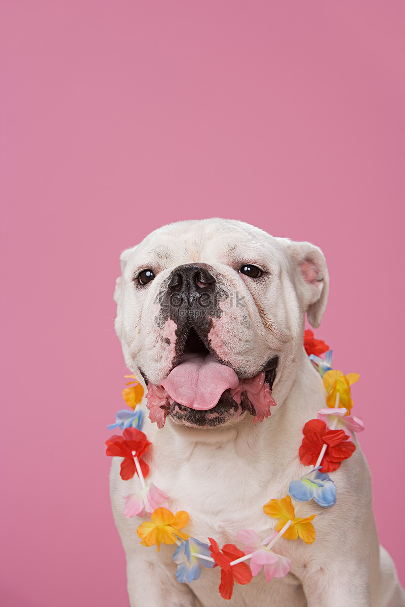 Bulldog Con Una Corona De Flores Foto | Descarga Gratuita HD Imagen de Foto  - Lovepik