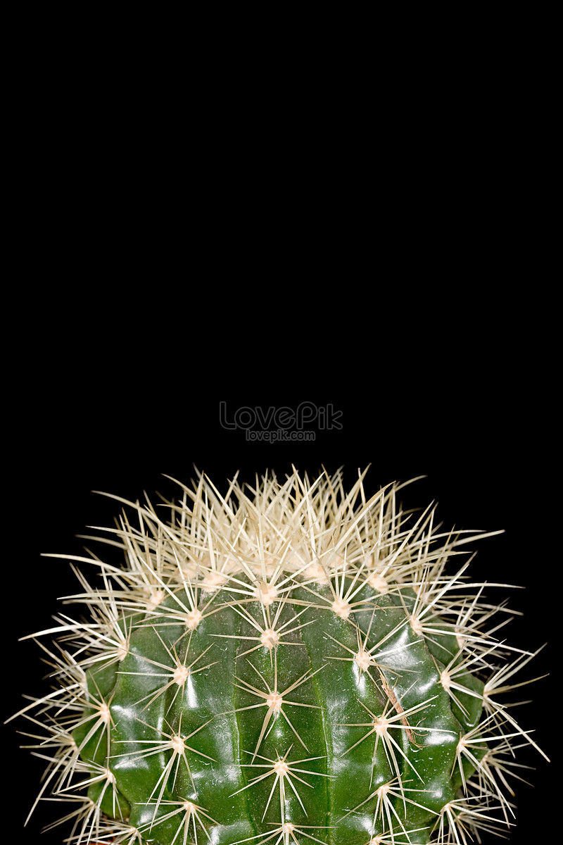 Cactus Images, HD Pictures For Free Vectors Download 