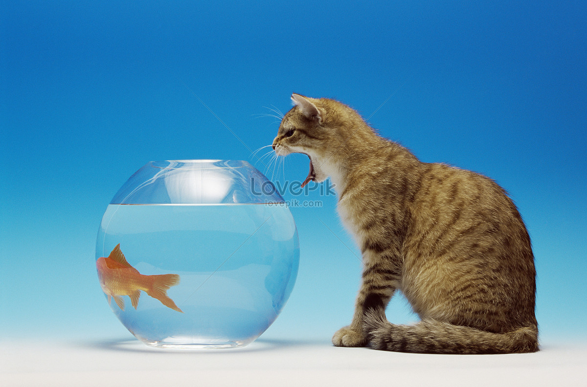 Cat goldfish clearance