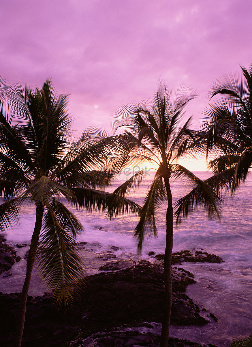 Cây dừa trong hoàng hôn là một trong những hình ảnh được yêu thích nhất trên những bãi biển đầy nắng. Bức ảnh này sẽ đưa bạn đến với những kỳ nghỉ tuyệt vời bên bờ biển. Hãy để mình lạc vào ngày hè và thư giãn với bức tranh yên bình này.