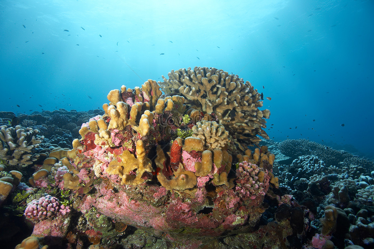 Coral Reef Closeup Picture And HD Photos | Free Download On Lovepik