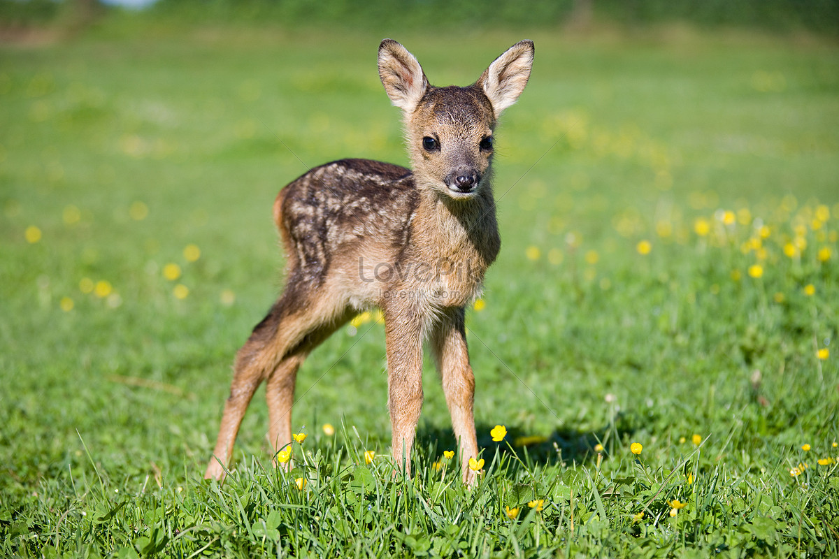 cute baby deer