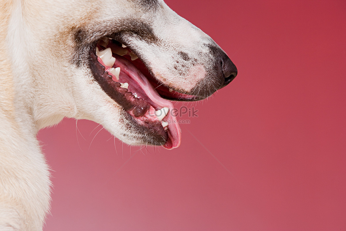 Dog Mouth Picture And HD Photos | Free Download On Lovepik