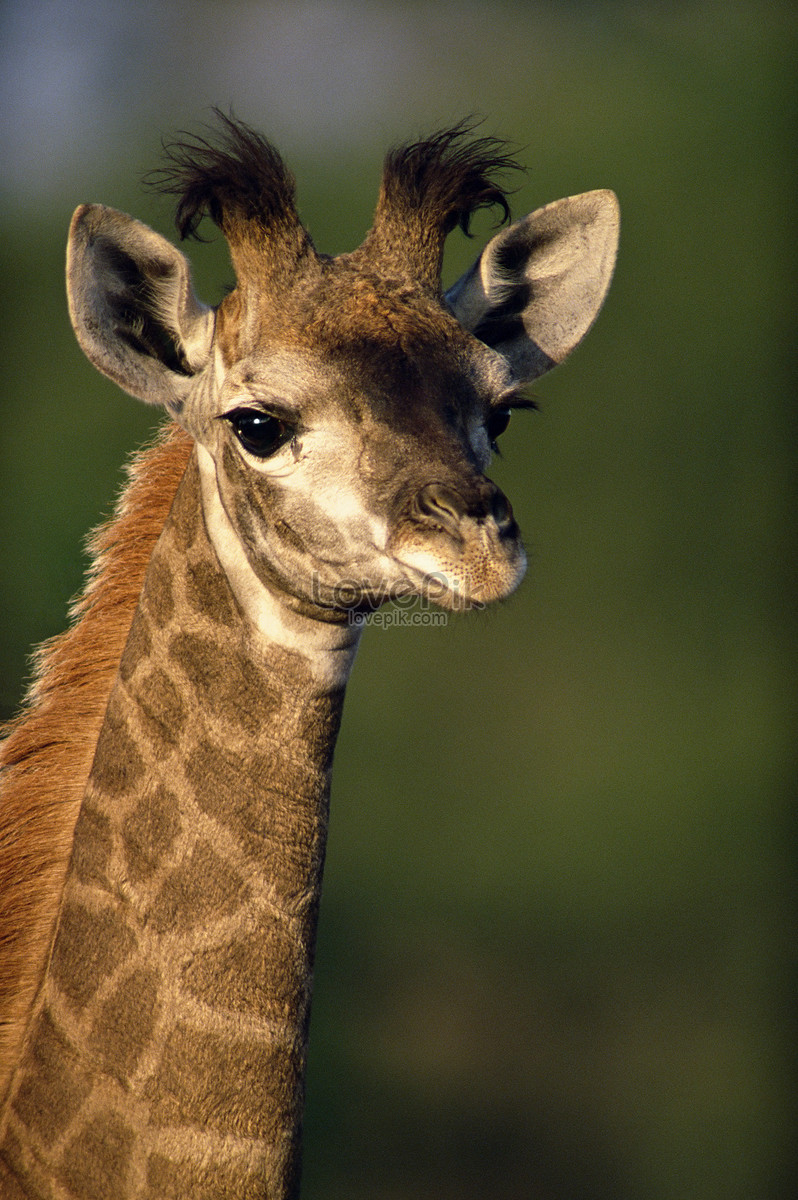 Jirafa Foto | Descarga Gratuita HD Imagen de Foto - Lovepik