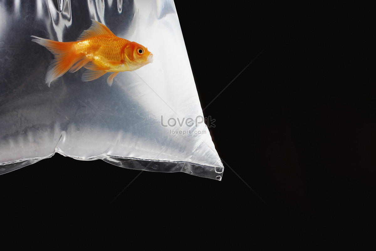 Goldfish Tote Bag Canvas Tote Bag Aesthetic Cute Fish Tote Bag Goldfish  Lover Gift Goldfish Gifts Shoulder Grocery Bag (Goldfish Tote Bag):  Amazon.co.uk: Fashion