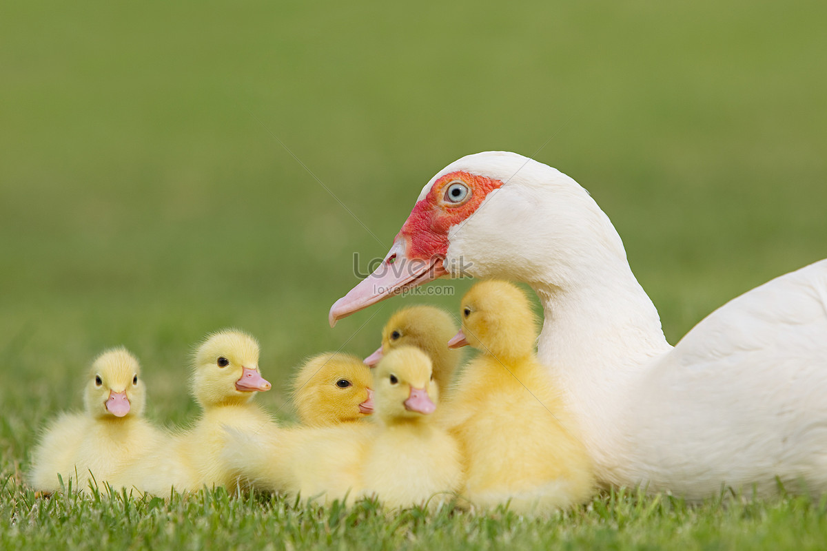 Grass Duck Female Duck Family Picture And HD Photos | Free Download On ...