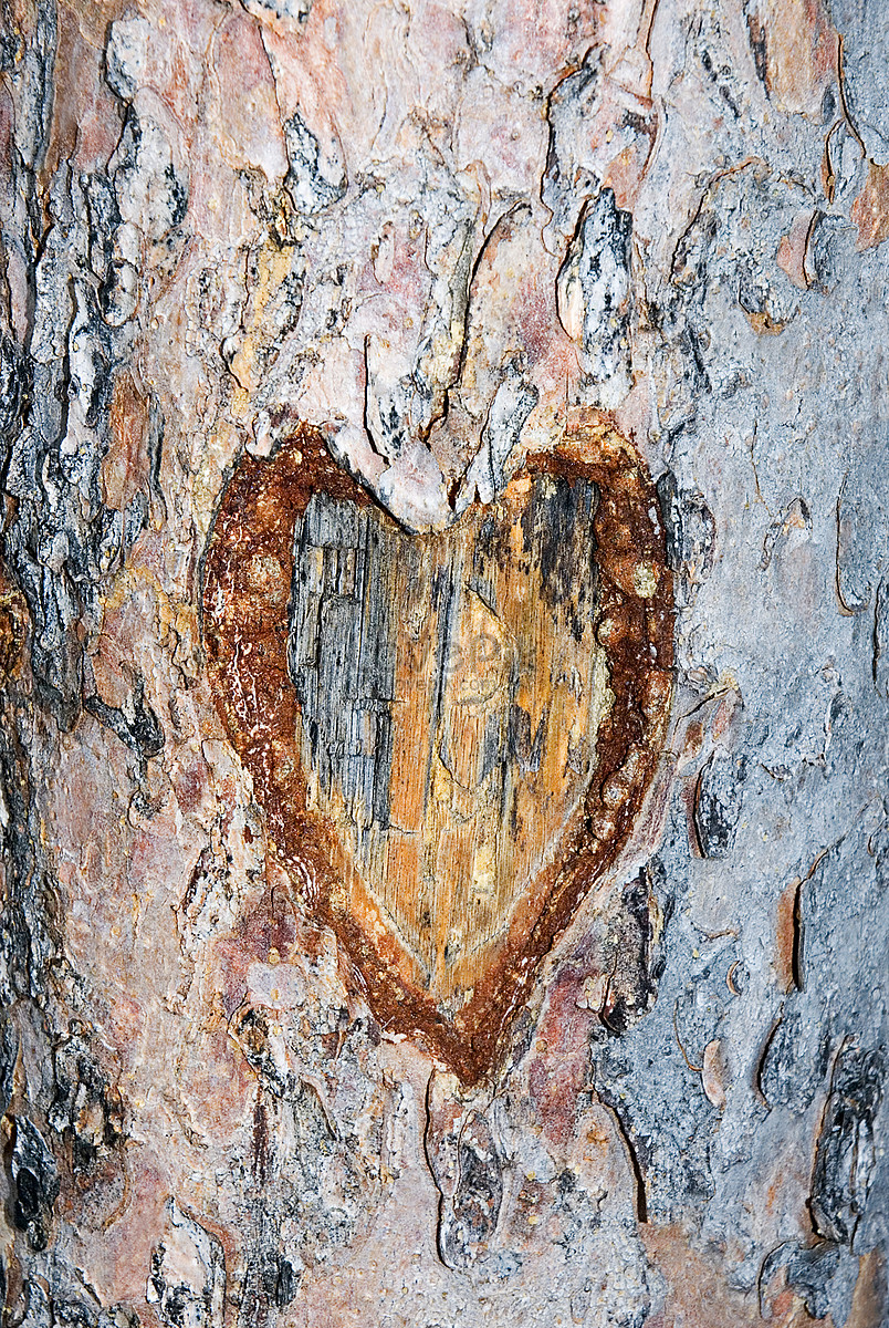 Trái tim khắc trên cây: Bạn đã bao giờ nhìn thấy một trái tim được khắc trên thân cây chưa? Hãy tưởng tượng, làn gió nhẹ đưa cây lung linh, trái tim càng trở nên vô cùng rực rỡ và đặc biệt. Hãy ngắm nhìn bức ảnh đầy ý nghĩa này để thêm niềm tin vào tình yêu.