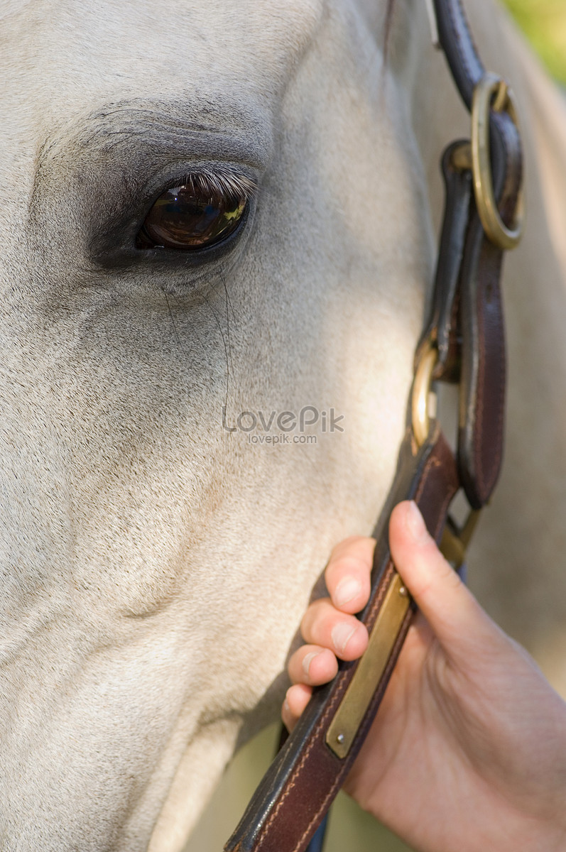 horse close up head