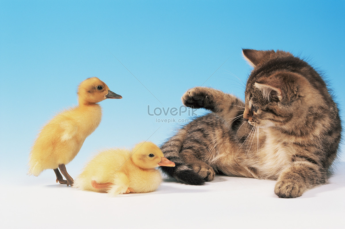 ducklings and kittens