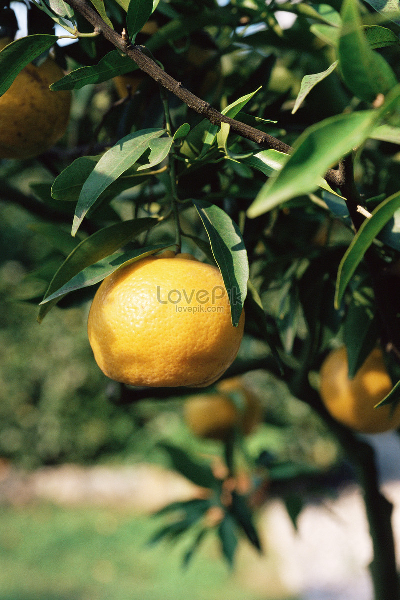 Limoni e cedri freschi con foglie verdi Stock-Foto