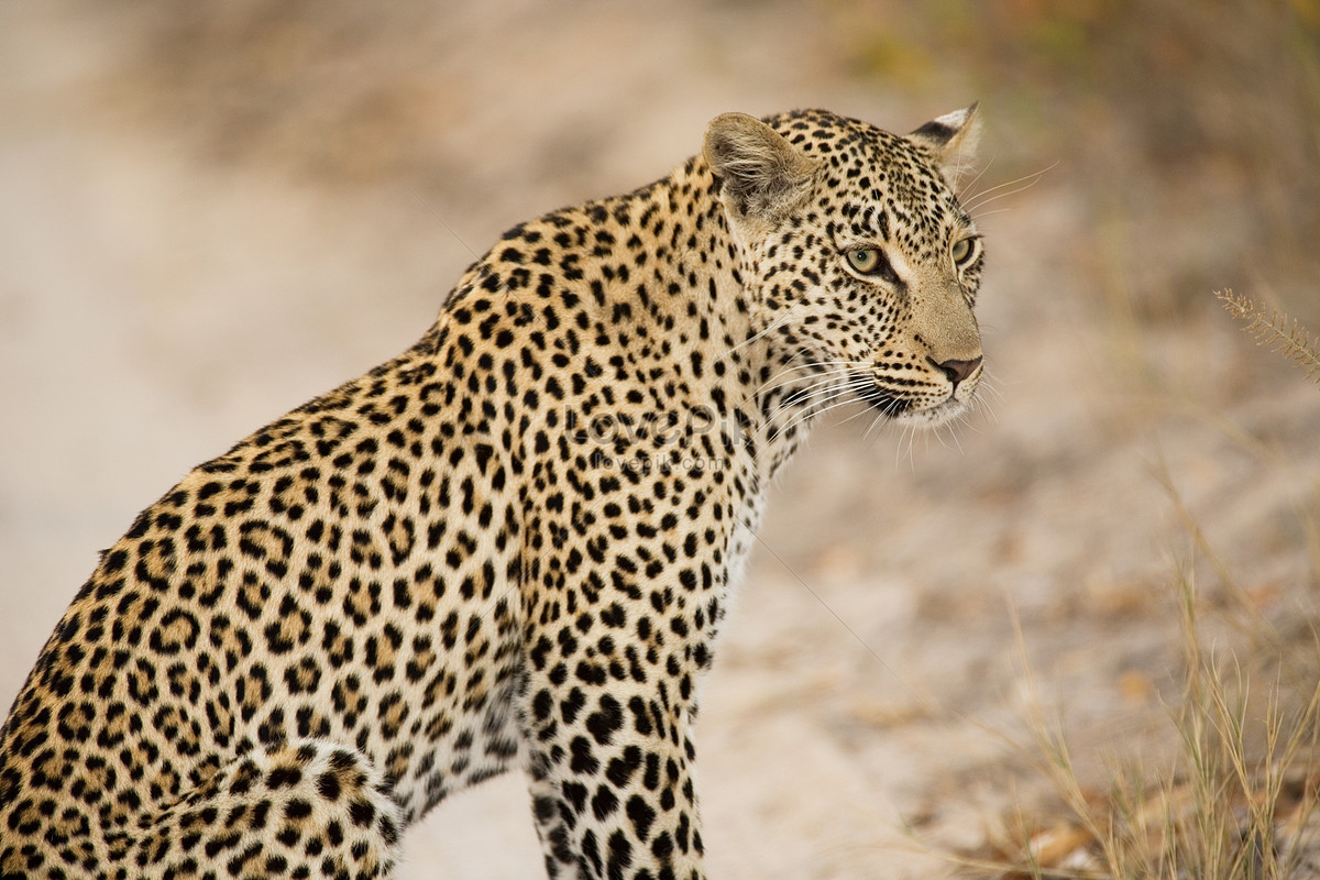 [صورة: lovepik-leopard-picture_501462681.jpg]