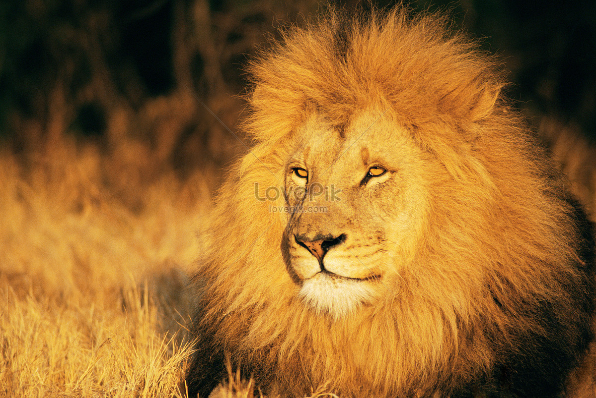 Download Lion hd photos | Free Stock Photos - Lovepik