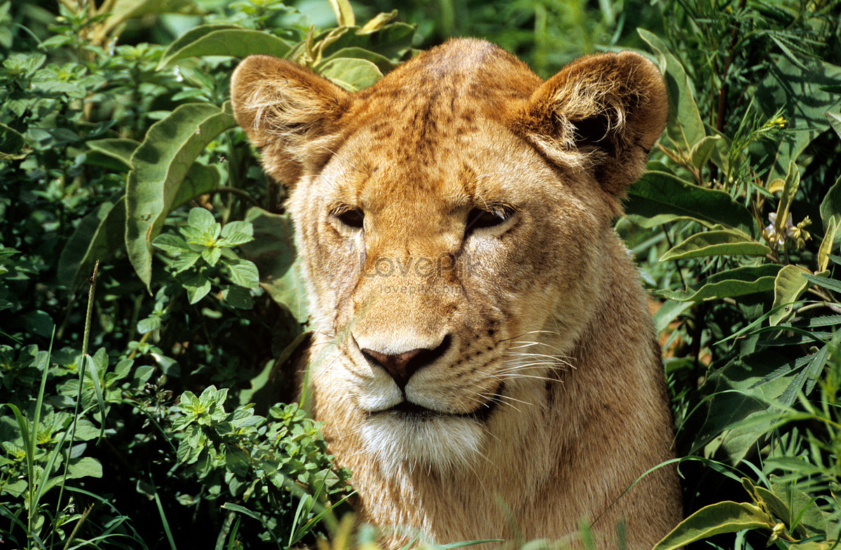 Imagenes de Leones Amorosos, Fondo Leones Amorosos Fotos y PNG Descarga  Gratis - Lovepik