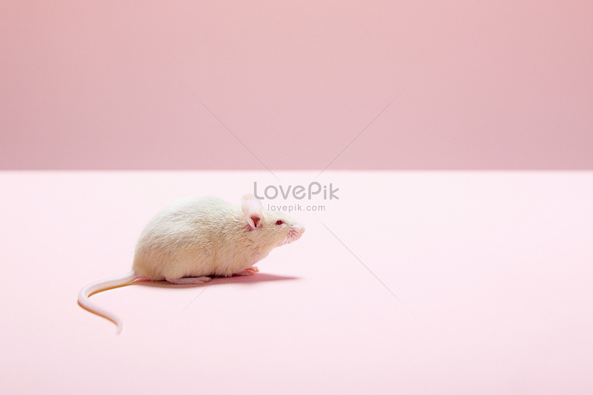 мышь изображение_Фото номер 501472755_JPG Формат изображения_ru.lovepik.com