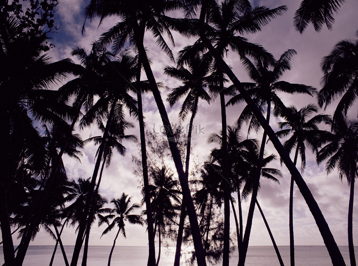 Palm Tree Picture And HD Photos | Free Download On Lovepik