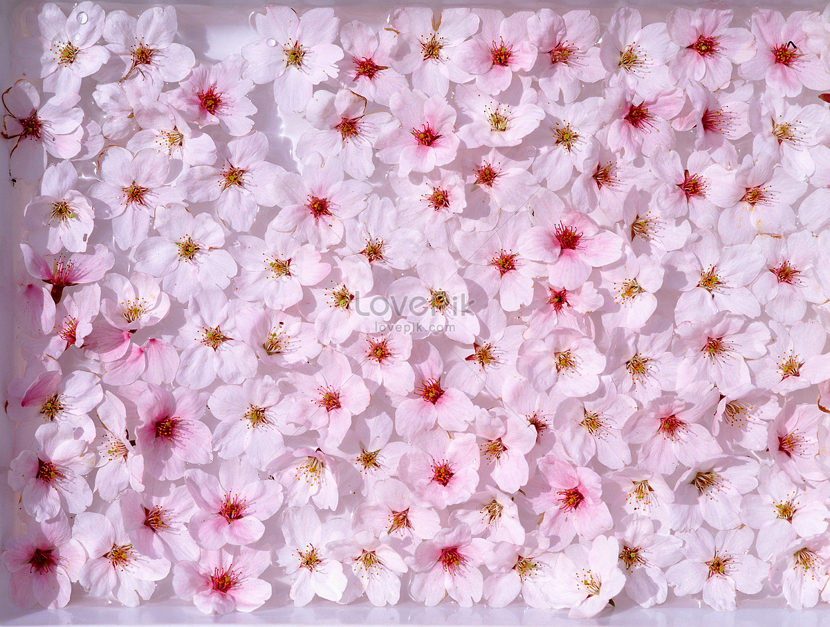 2,830,405 Pink Flower Stock Photos - Free & Royalty-Free Stock