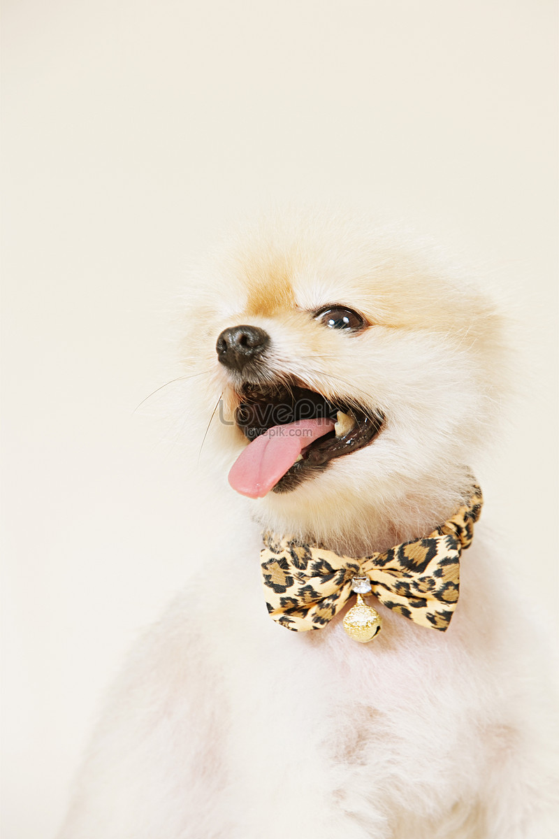 Bạn có yêu thích những chú chó Pomeranian xinh xắn không? Đặc biệt là khi chúng đeo những chiếc nơ nhỏ xinh xắn trên đầu. Hãy cùng xem hình ảnh về một chú chó Pomeranian đáng yêu đeo nơ để bắt đầu ngày mới tràn đầy niềm vui nhé!