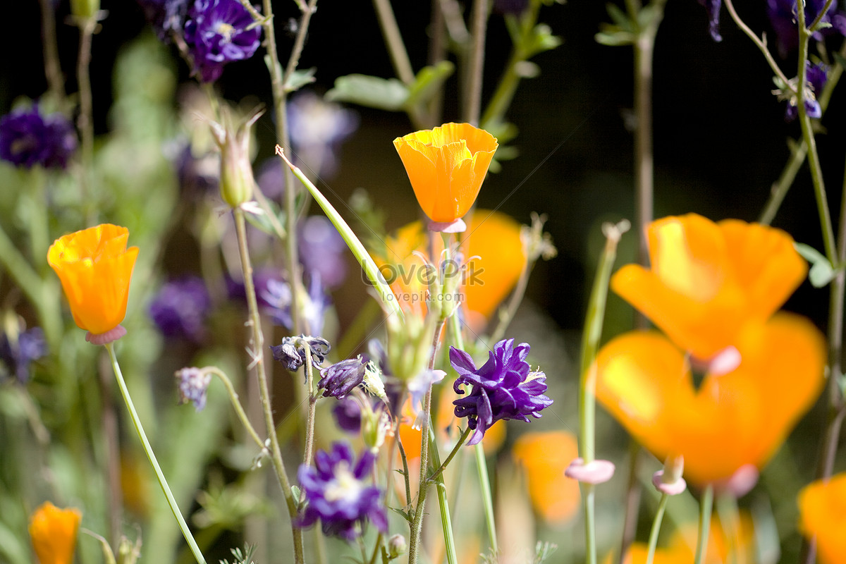 Amapolas Y Flores Silvestres Foto | Descarga Gratuita HD Imagen de Foto -  Lovepik