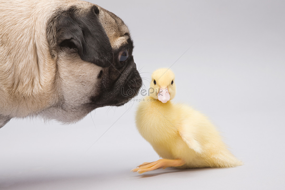 patitos y cachorros