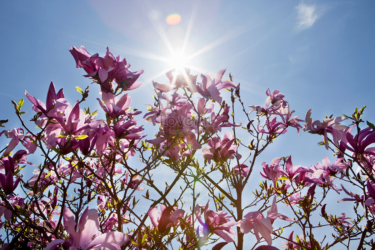 Magnolia Morada Foto | Descarga Gratuita HD Imagen de Foto - Lovepik