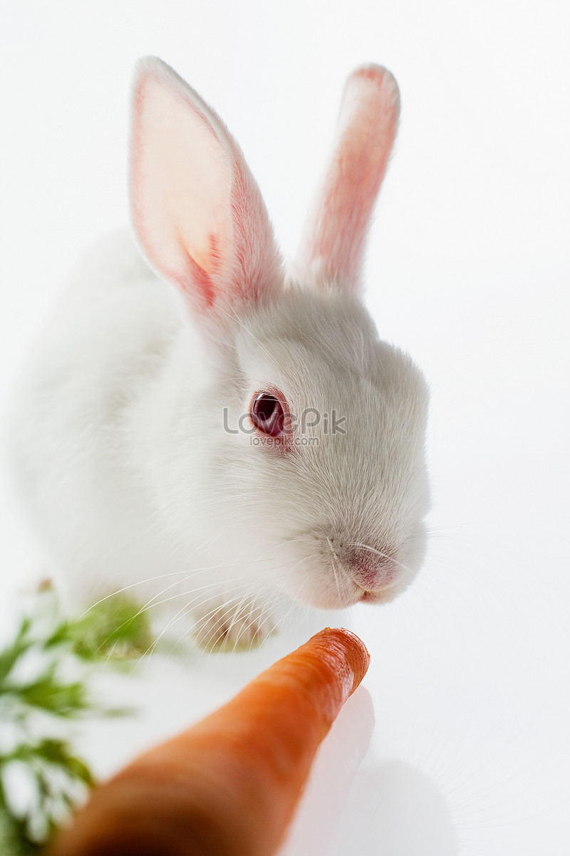 Белый кролик с морковкой