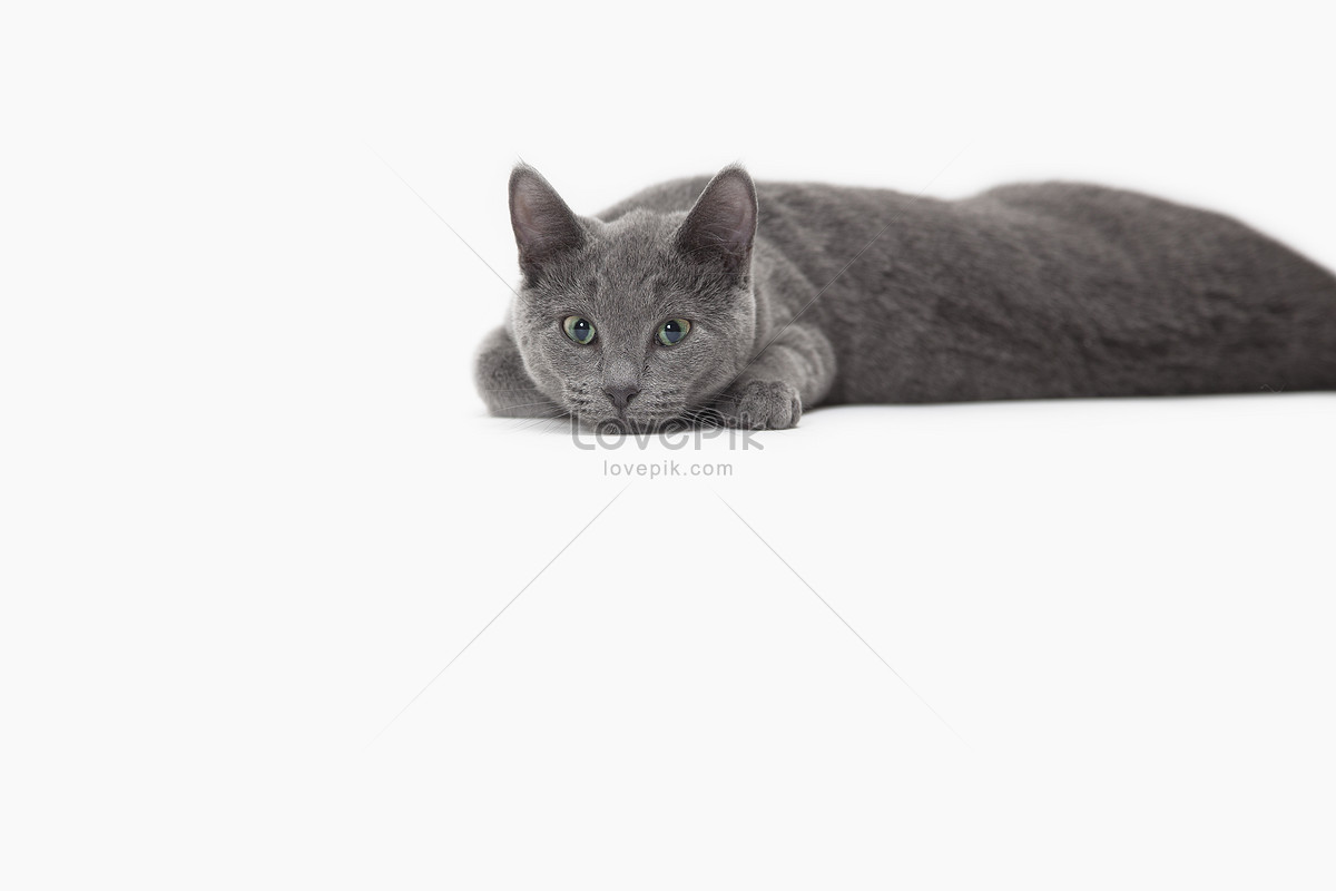Russian Blue Cat Picture And HD Photos | Free Download On Lovepik