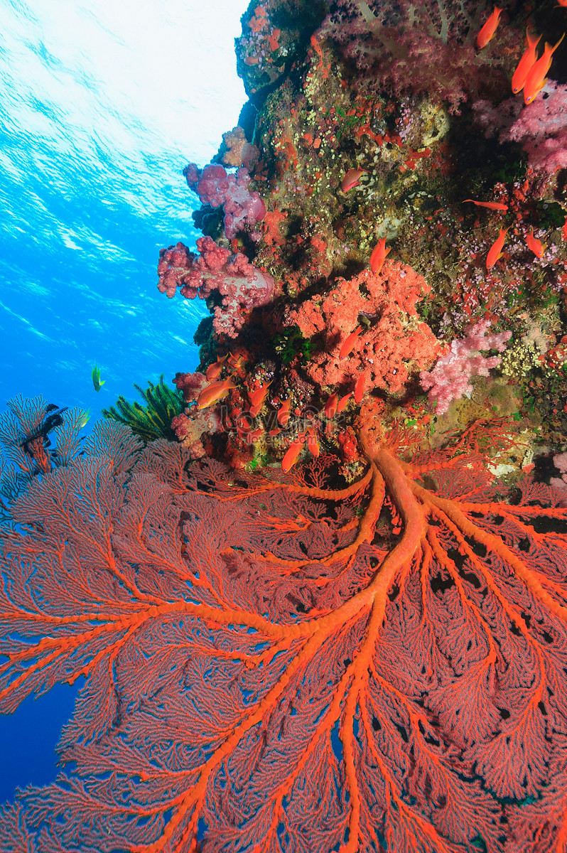 Quạt Biển Mọc Trên Rạn San Hô: Quạt Biển là một loài động vật cực kỳ độc đáo, khiến cho rạn san hô trở nên sống động hơn bao giờ hết. Hình ảnh này sẽ cho bạn những trải nghiệm tuyệt vời về loài quạt biển và động vật trong môi trường đại dương.