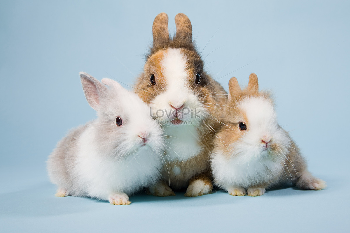 Three Rabbits Picture And HD Photos | Free Download On Lovepik