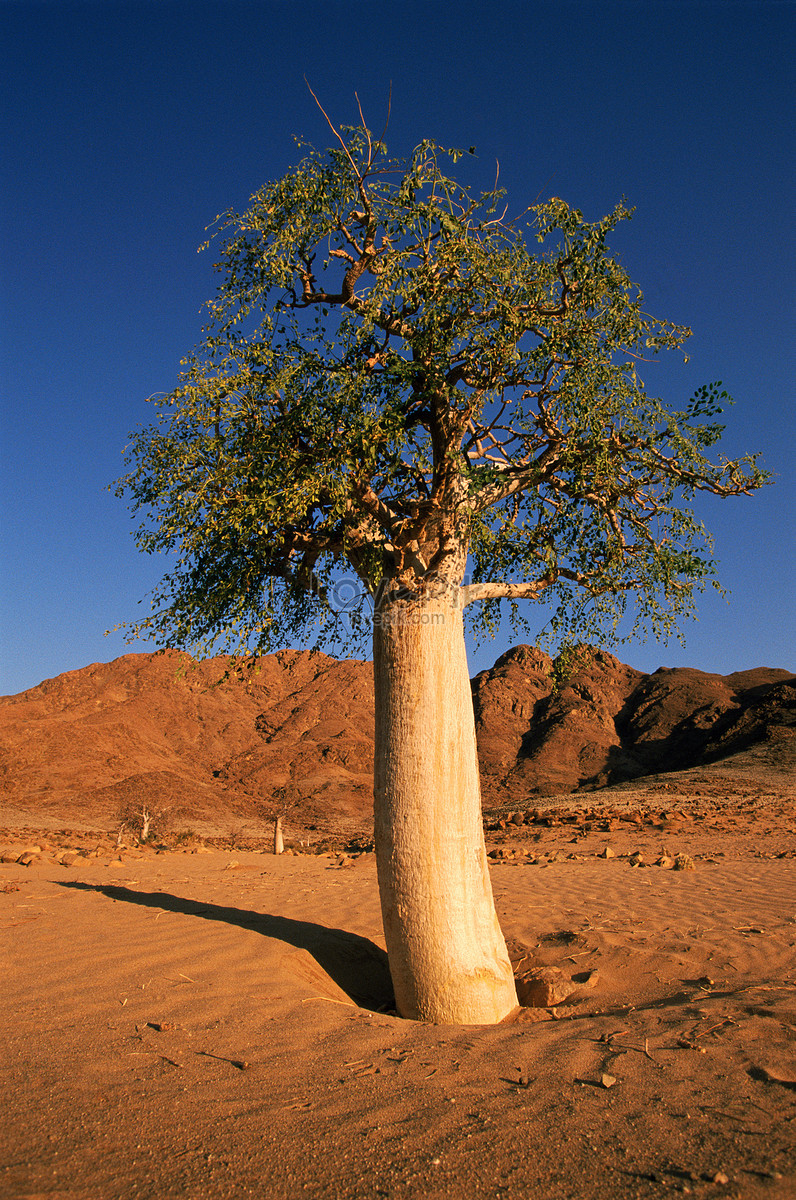 Дерево в пустыне изображение_Фото номер 501478939_JPG Формат  изображения_ru.lovepik.com
