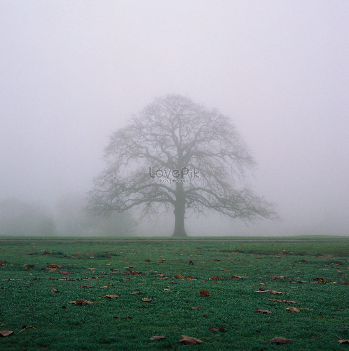 霧中的樹圖片素材-JPG圖片尺寸5682 × 5700px-高清圖案501474619-zh.lovepik.com