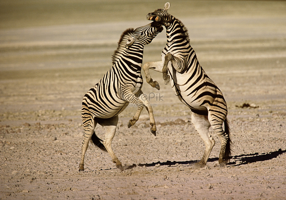 Two Butchers Zebra Fight Picture And HD Photos | Free Download On Lovepik