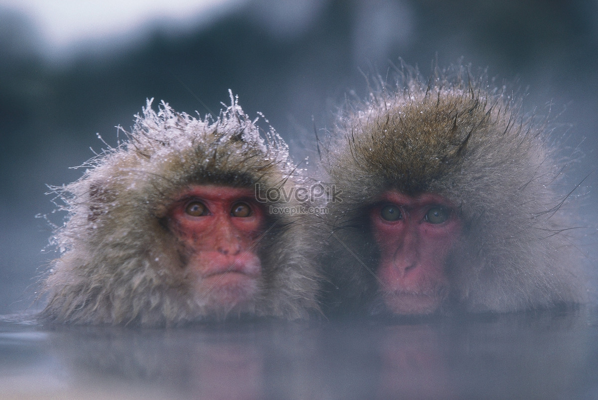 Two Snow Monkeys In The Water Picture And HD Photos | Free Download On  Lovepik