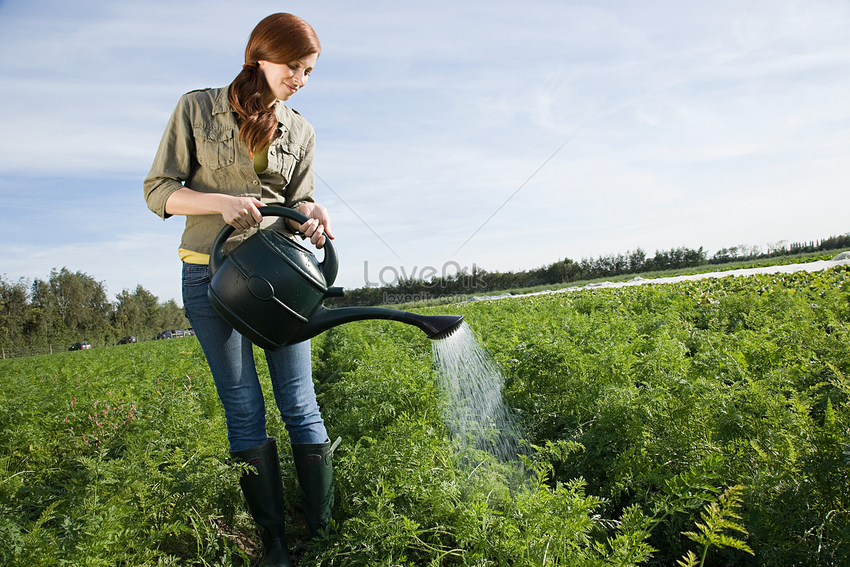 Woman Watering Crops In The Field With A Jug Picture And HD Photos ...